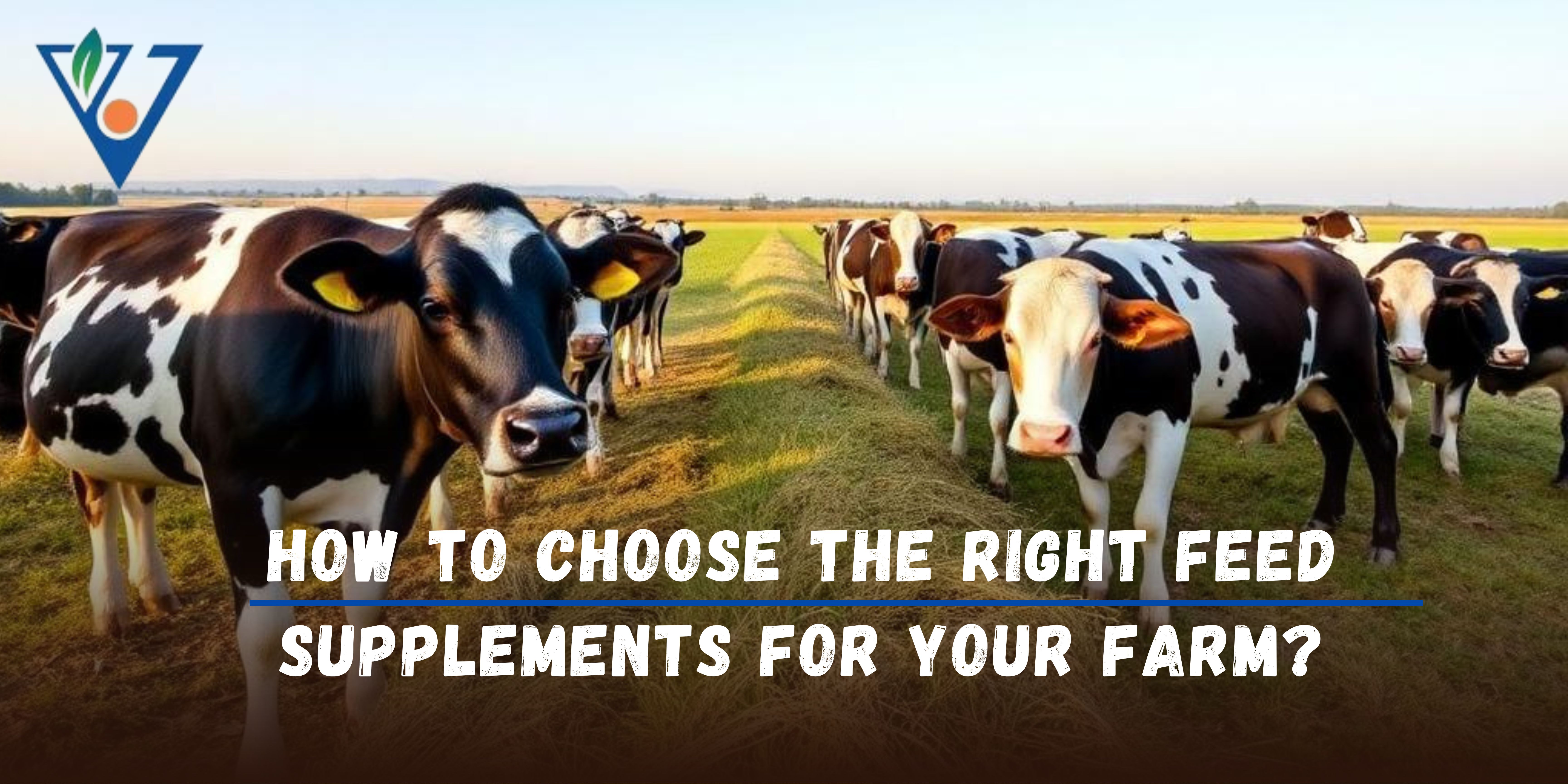 How to Select the Best Feed Supplements for Livestock